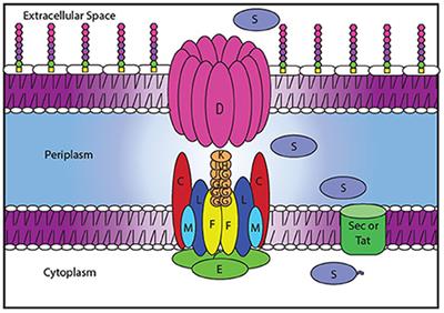 Targeting the Type II Secretion System: Development, Optimization, and Validation of a High-Throughput Screen for the Identification of Small Molecule Inhibitors